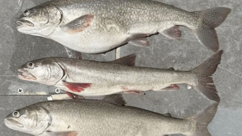 Researchers look for answers behind ‘zombie fish’ deep in Lake Superior
